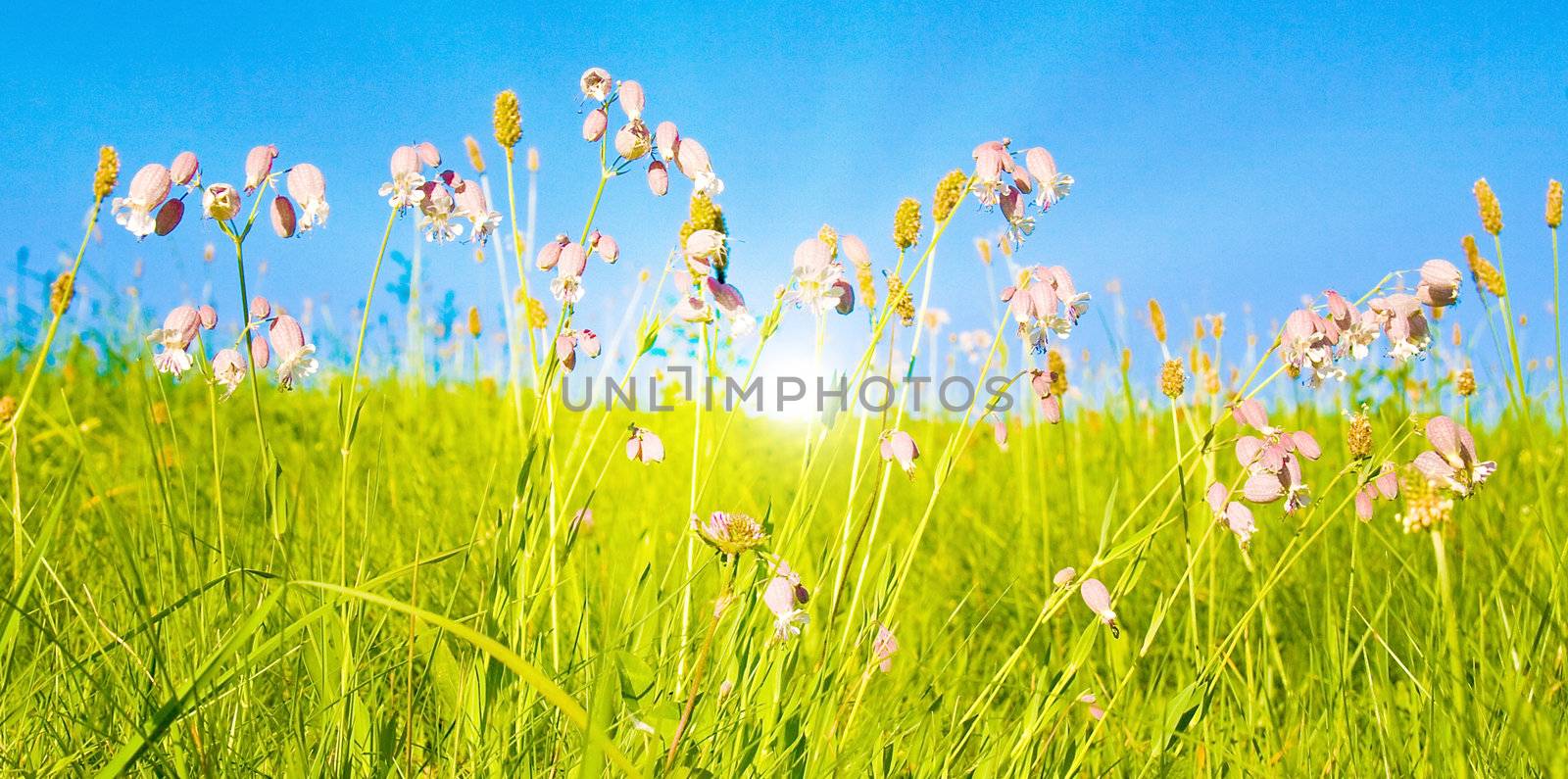 Idyllic lawn with sunlight by juweber