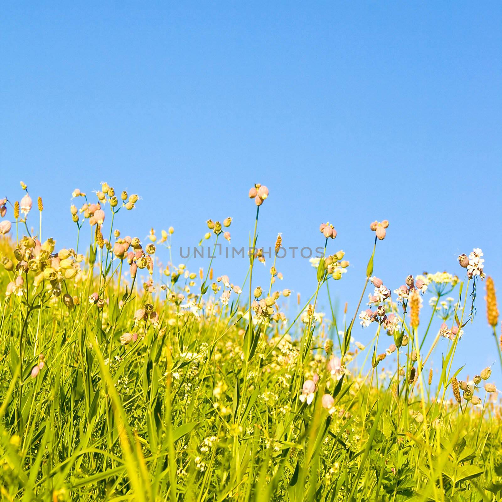 Lawn by juweber