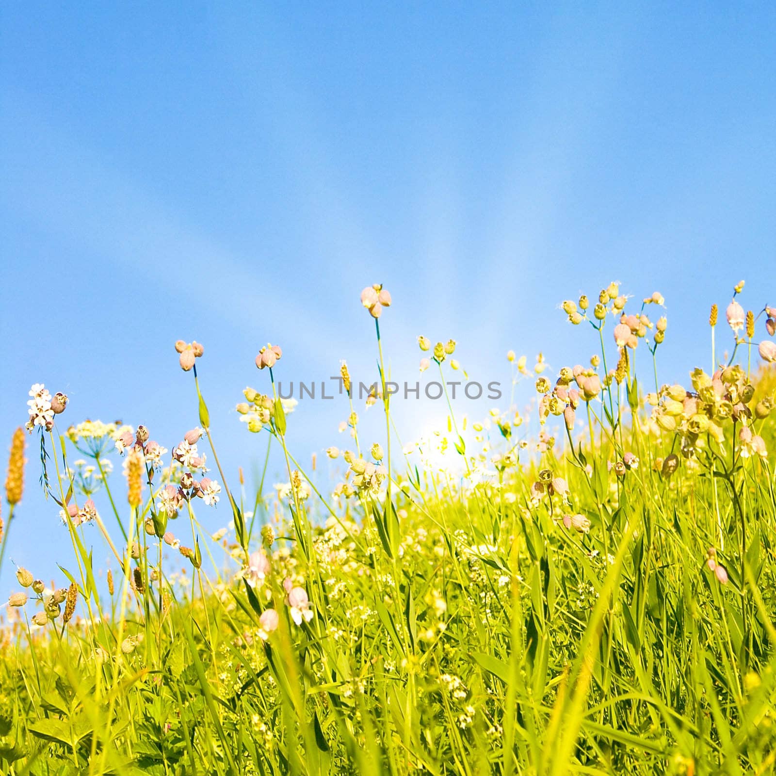 Idyllic lawn with sunlight