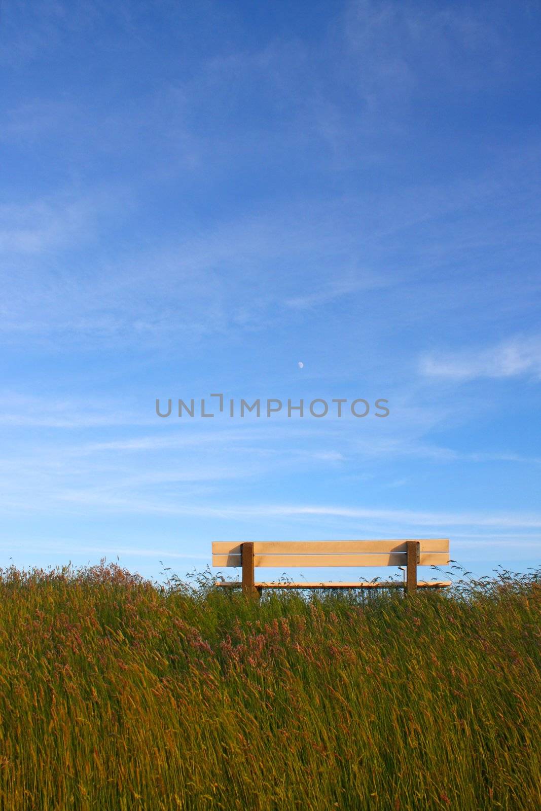 Idyllic lawn with bench