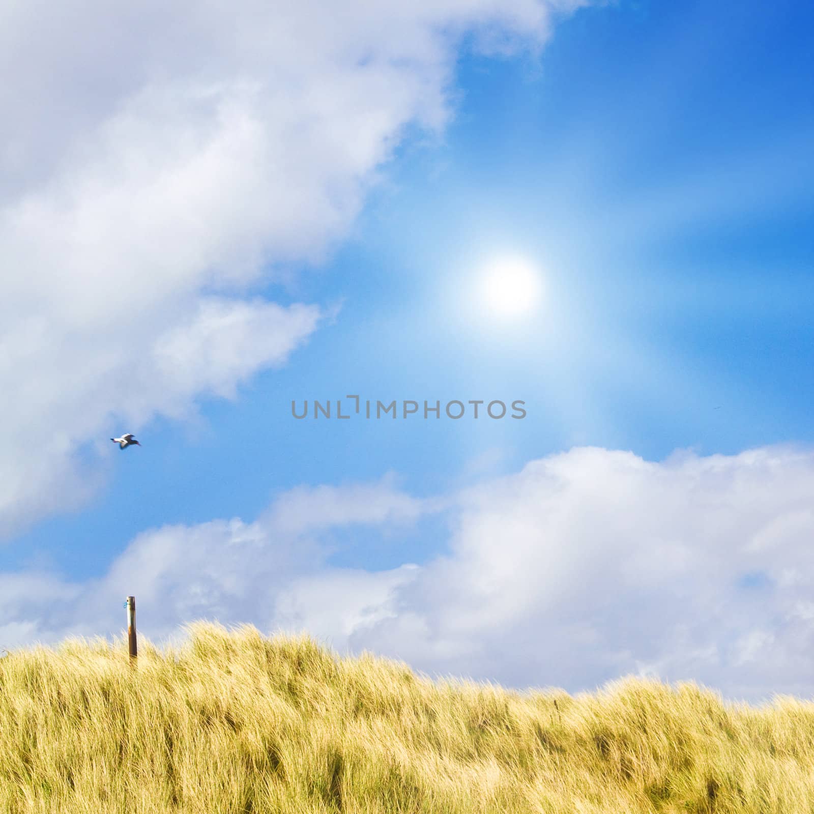 Idyllic dunes with sunlight by juweber