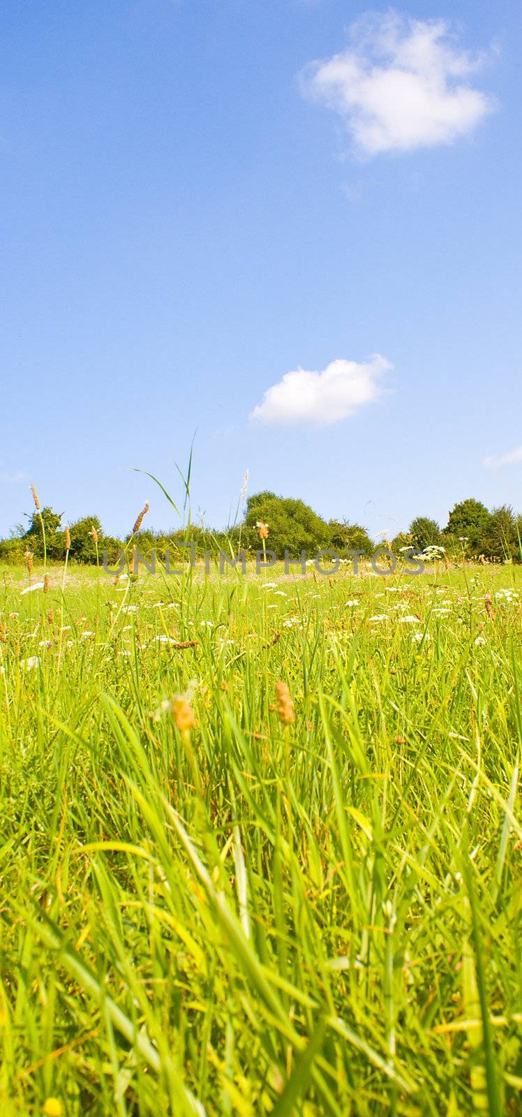 Idyllic meadow in summer by juweber