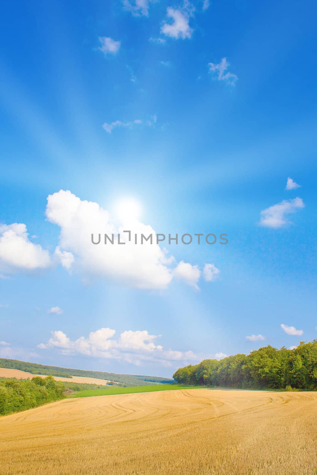 Golden field with sunlight