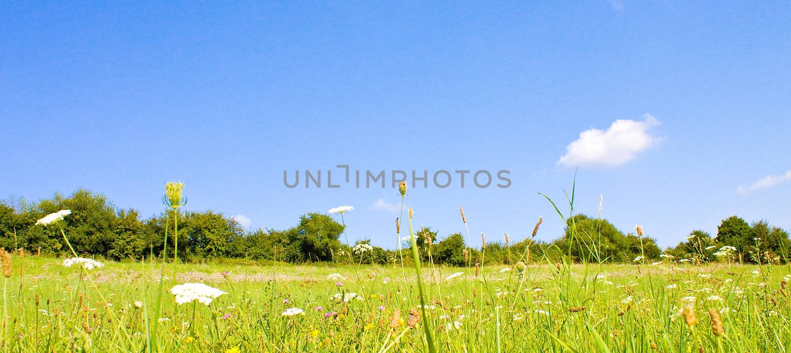 Idyllic meadow in summer by juweber