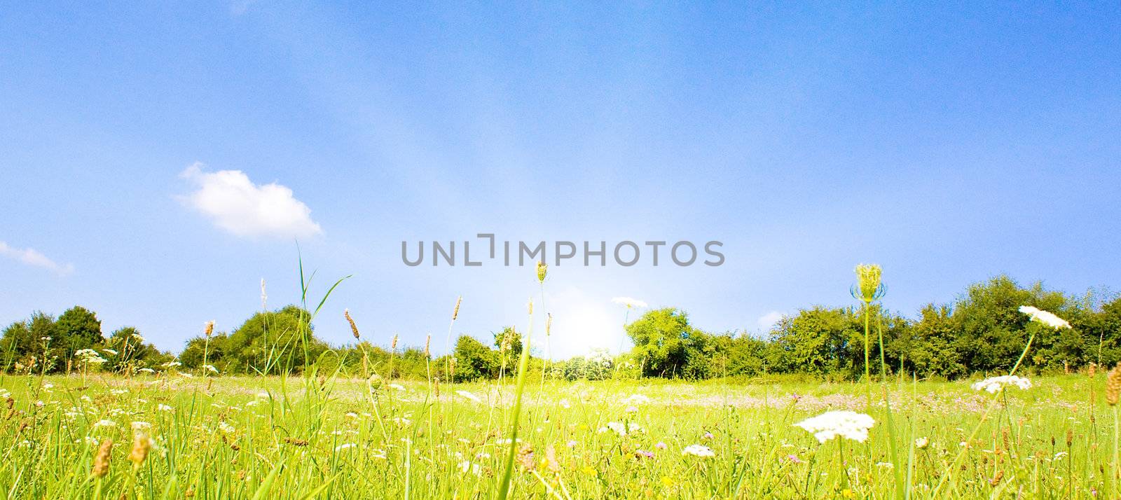 Idyllic lawn with sunlight in summer by juweber