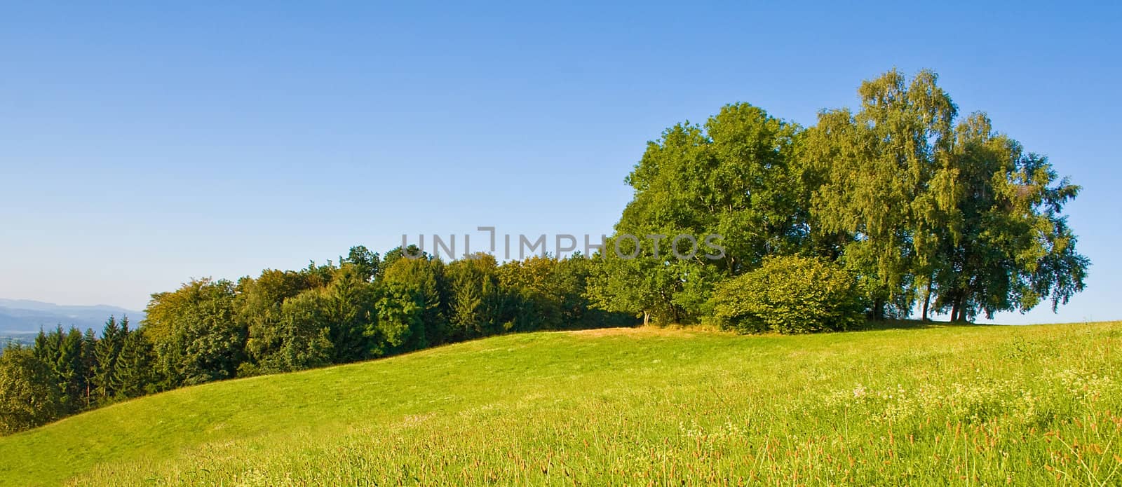 Idyllic meadow with tree