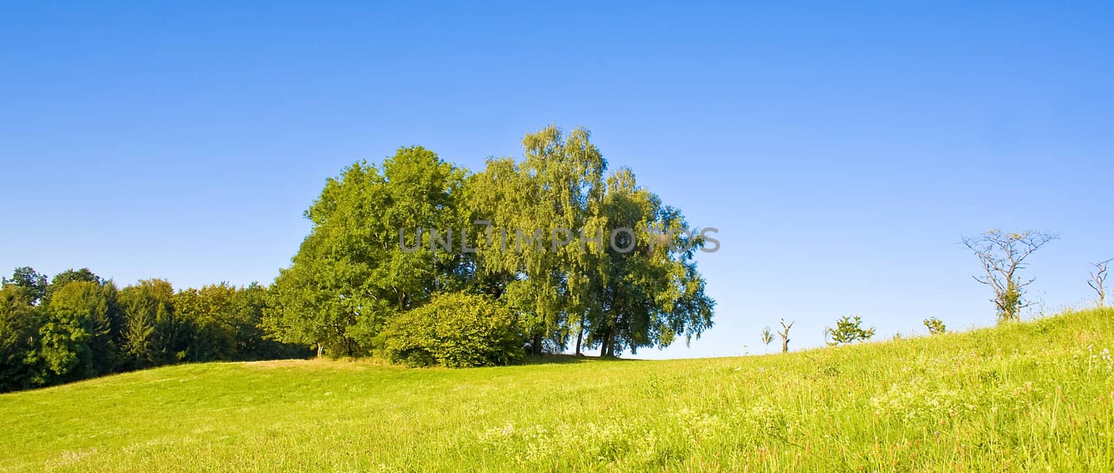 Idyllic meadow with tree