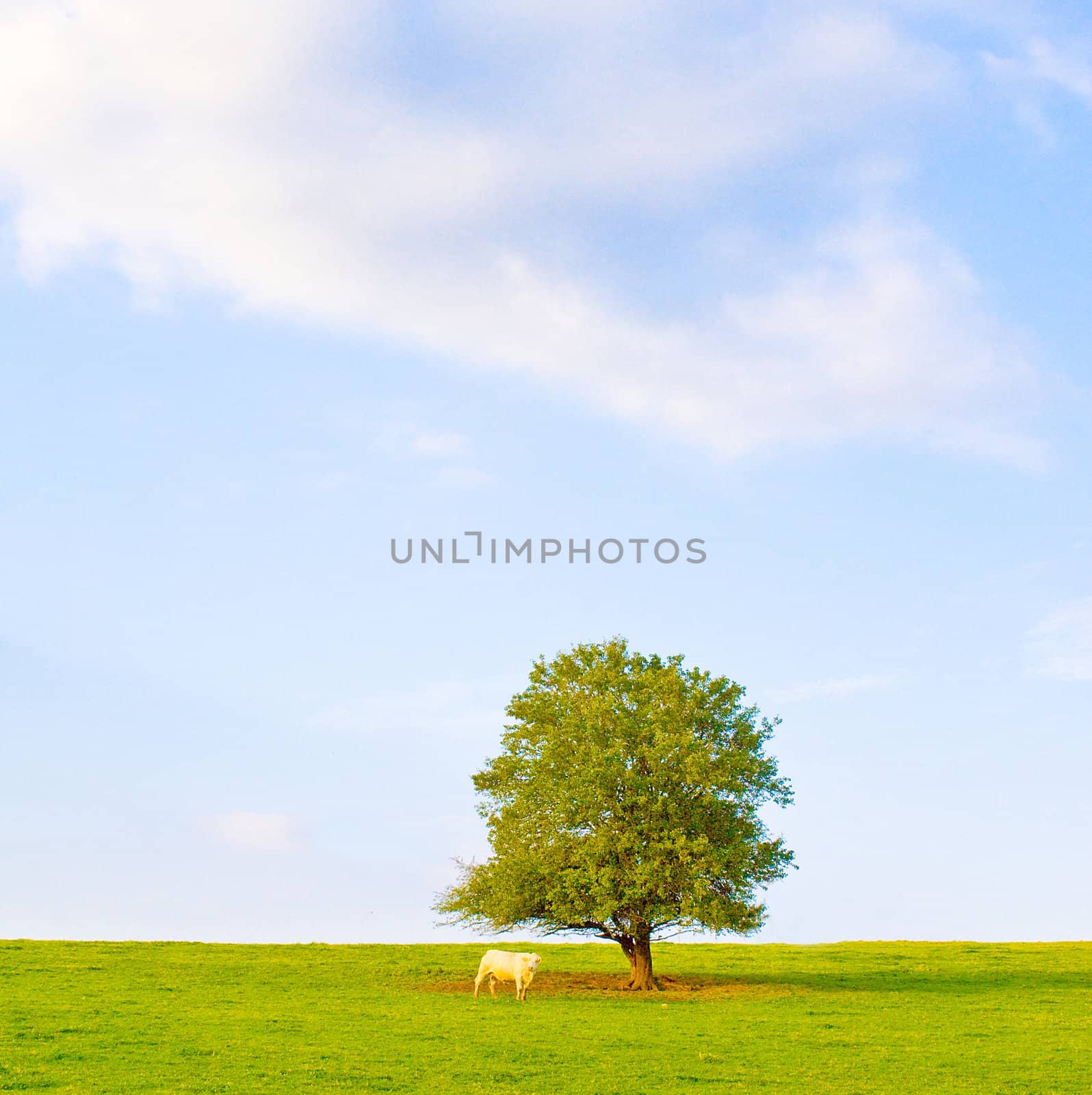 Idyllic meadow with tree