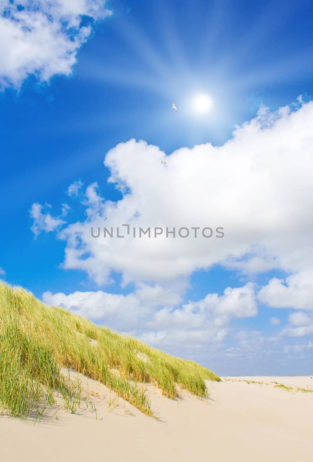 Beach and dunes with beautiful sunlight by juweber