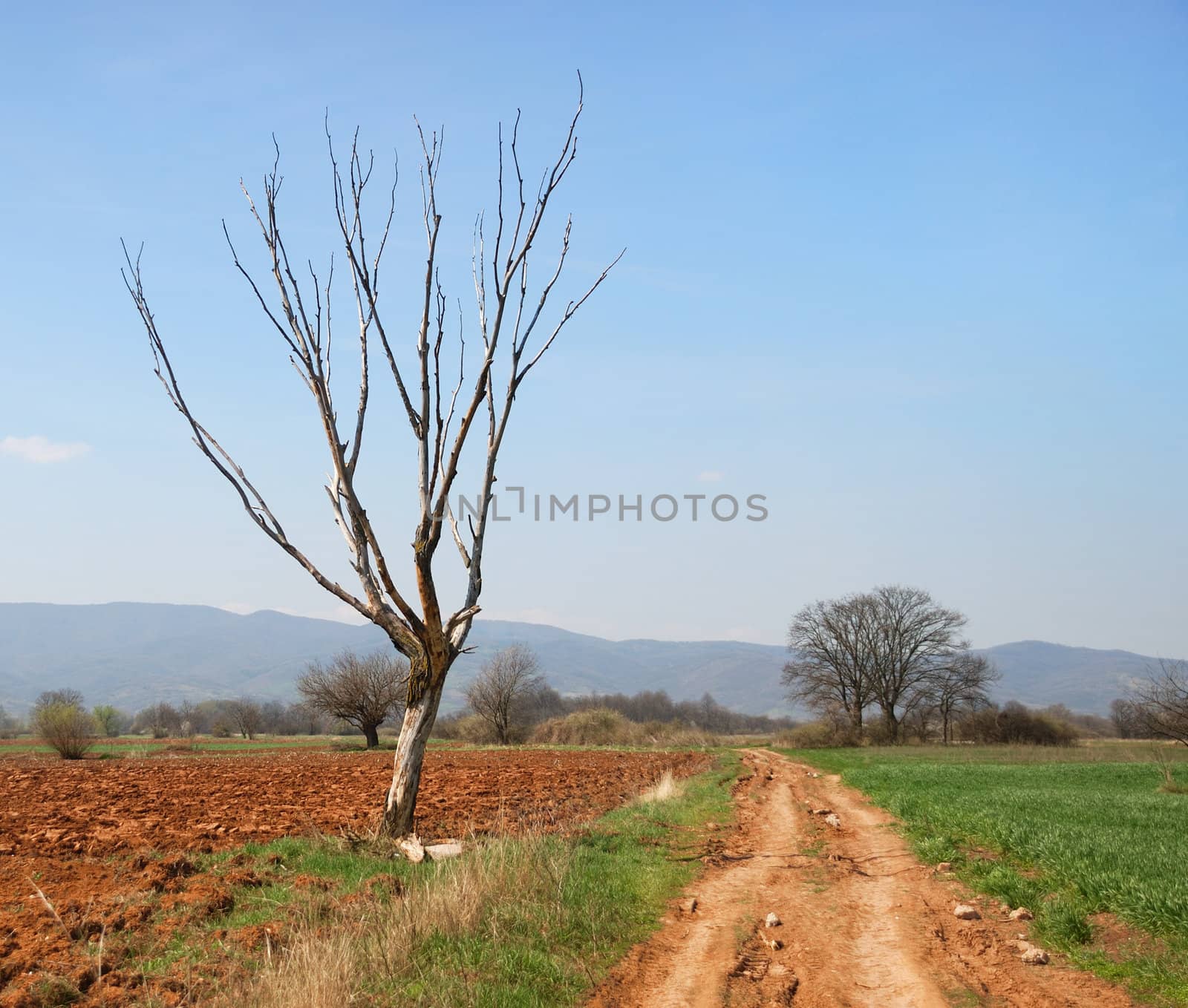 Dry tree by the road in early spring with young wheat and plowed ground in background.