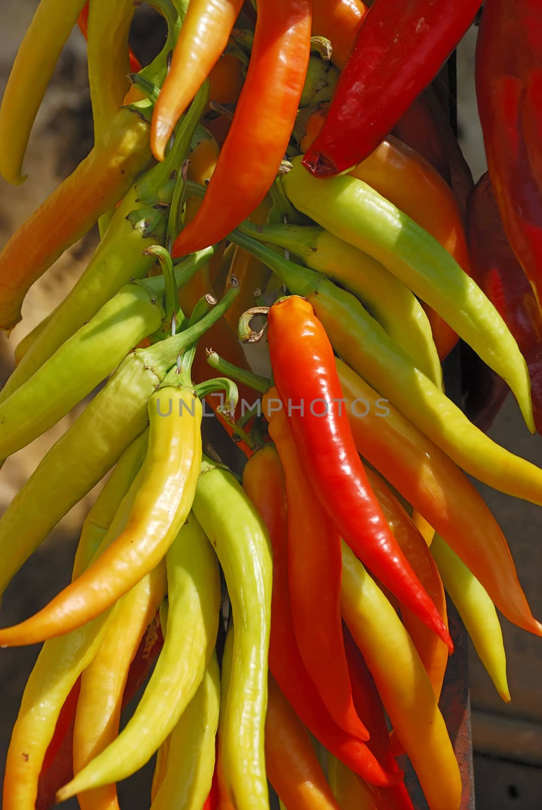 Mass of hot peppers prepared for drying.