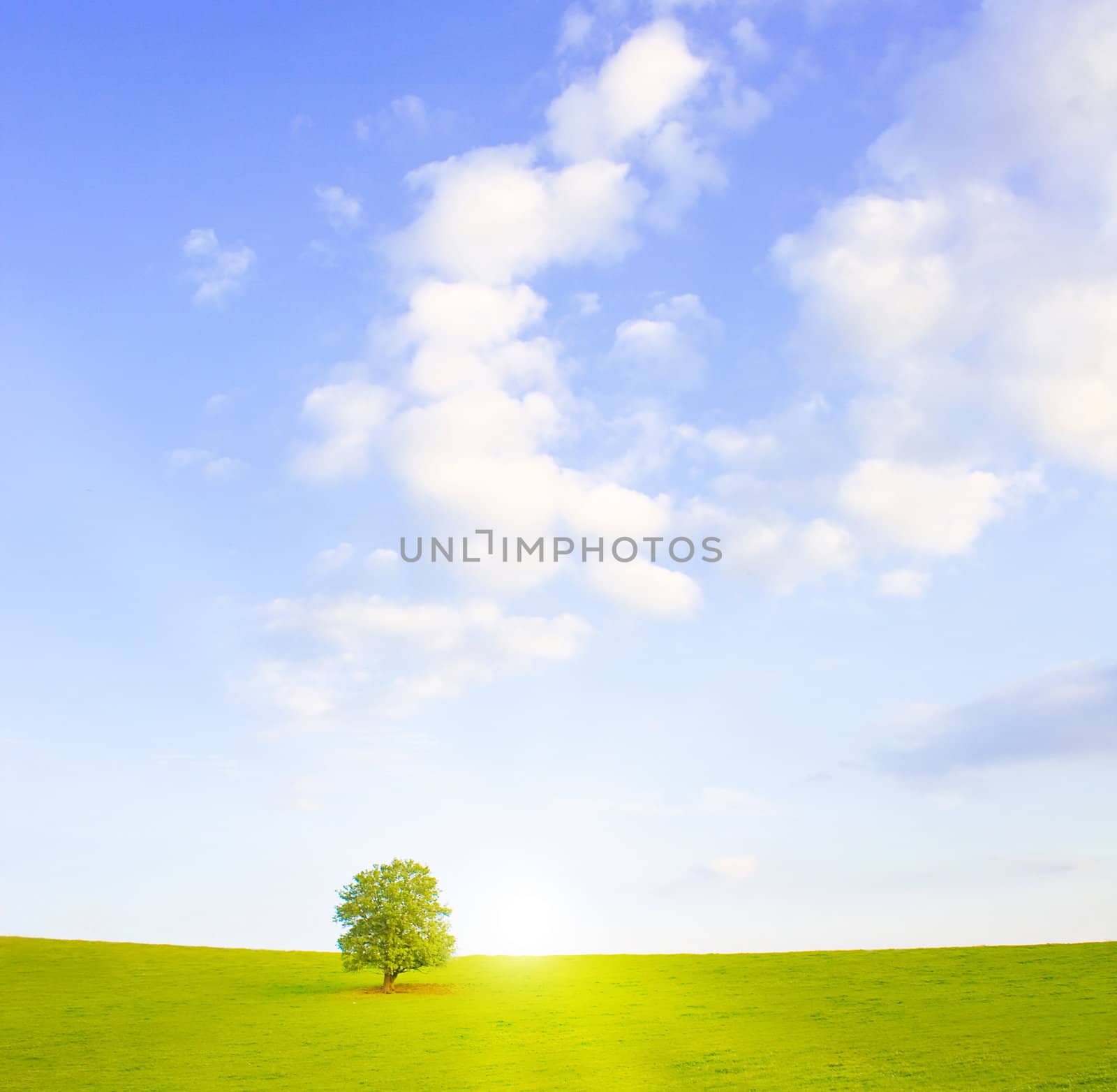 Idyllic meadow with tree