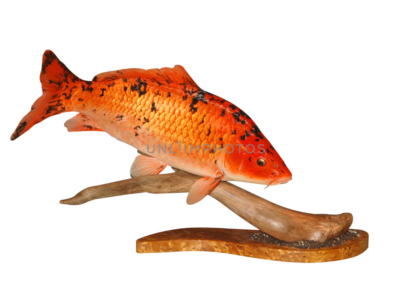 Mounted Koi Carp  by MargoJH