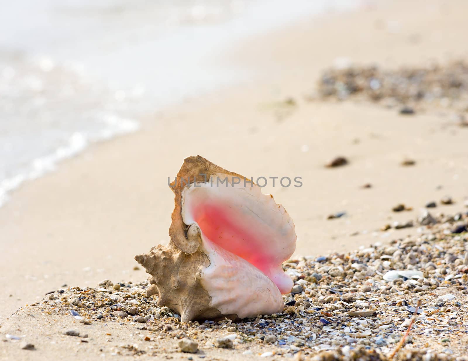 Conch shell on beach by Bedolaga