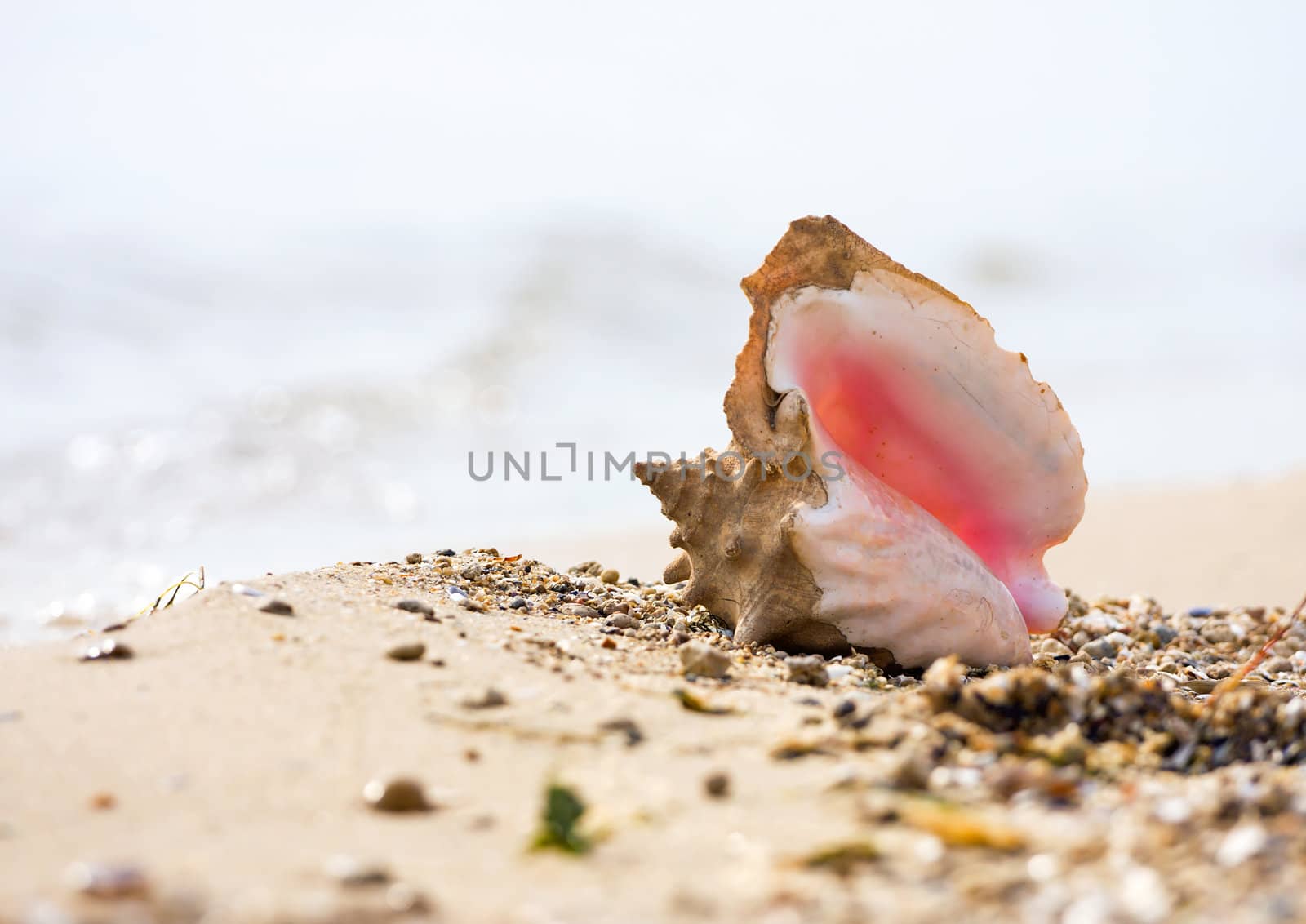 Conch shell on beach by Bedolaga