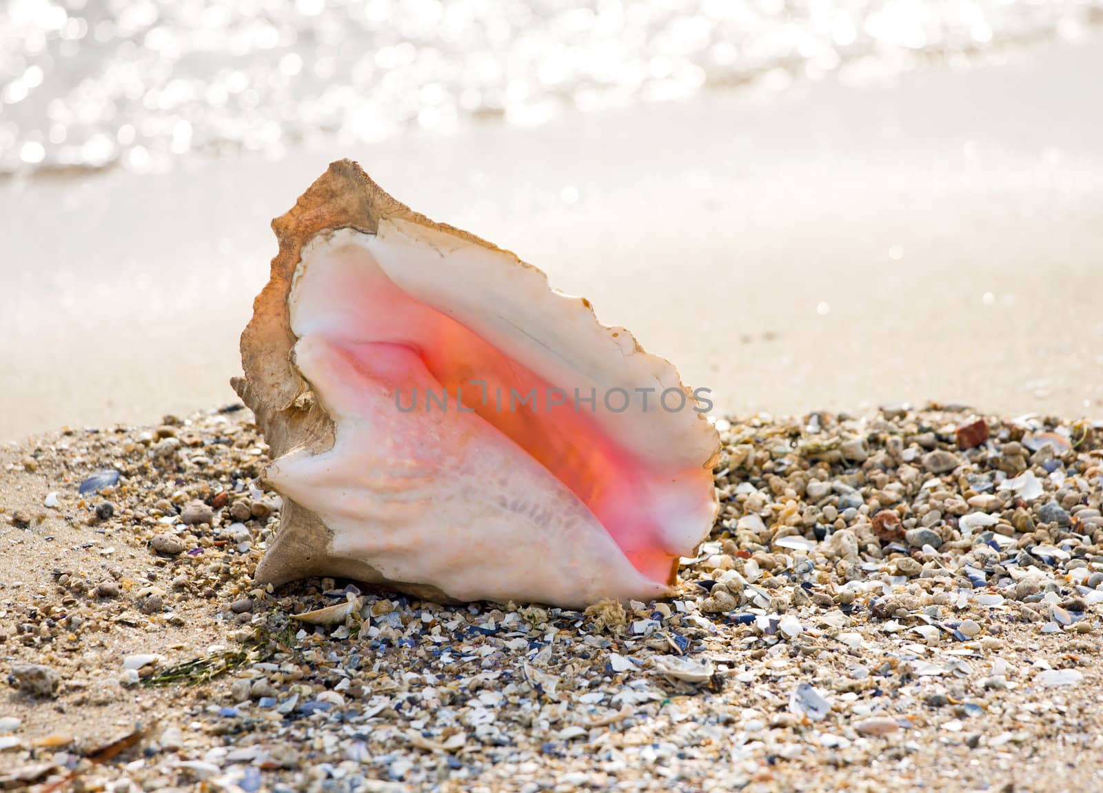 Conch shell on beach