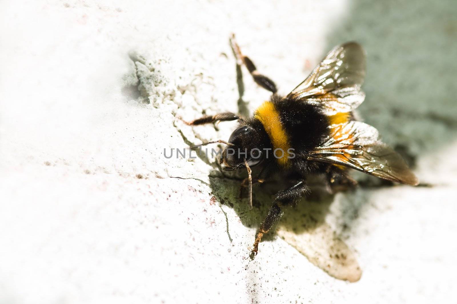 Bumble bee resting in the summer sun on white painted stone wall