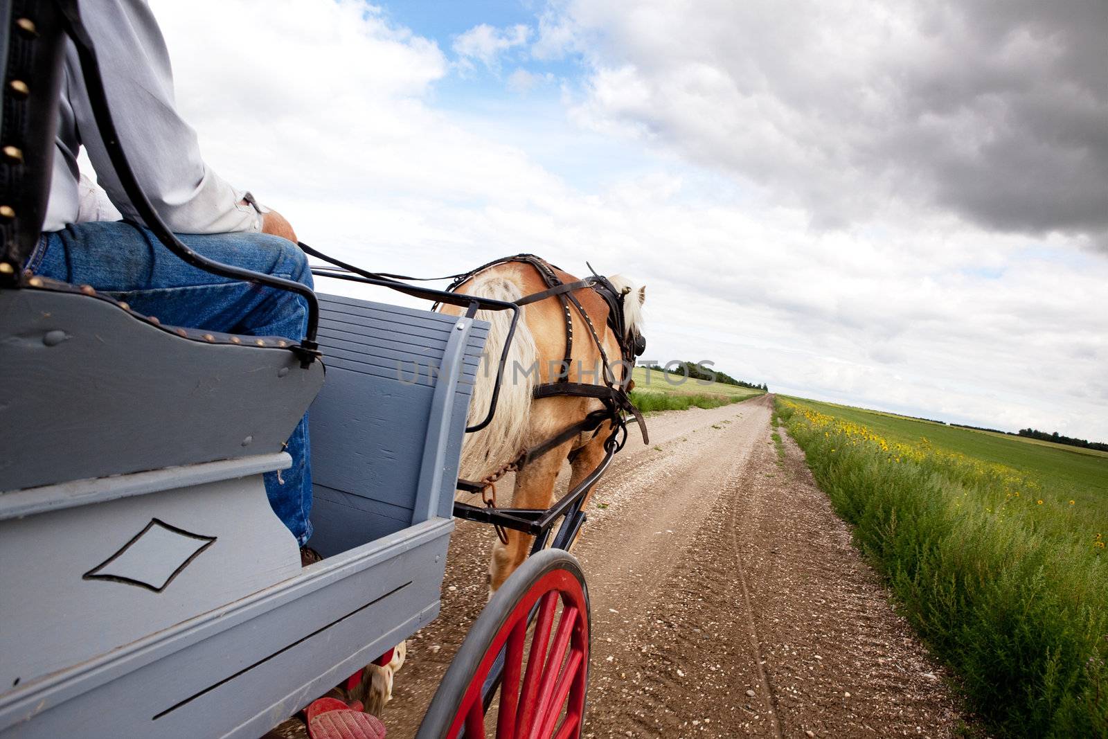 A horse pulling a cart accross a beautiful Saskatchewan landscape