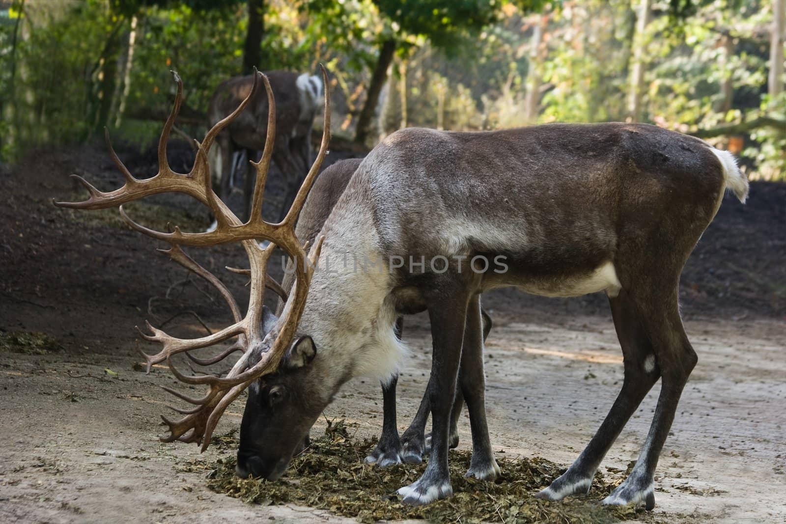 Finnish Forest Reindeers eating dried leaves with colors of autumn in background