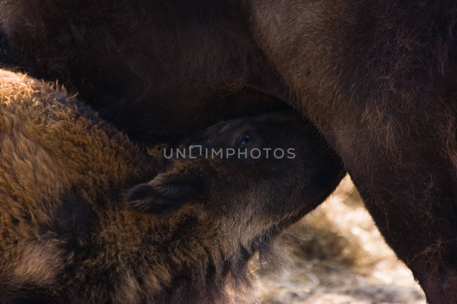 Female bisoncalf drinking milk with her mother by Colette