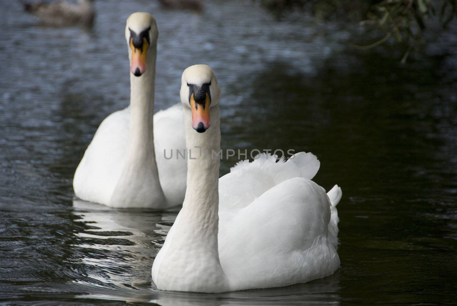 A couple of Swans on a Dublin lake