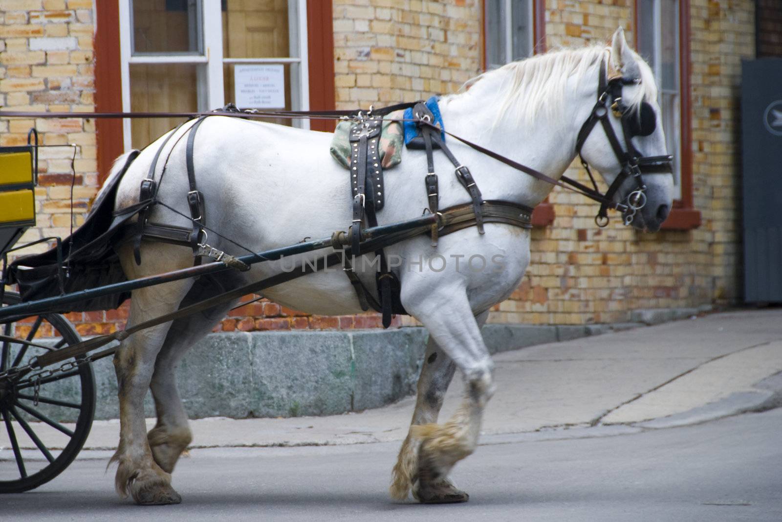 A horse in Quebec City, Canada