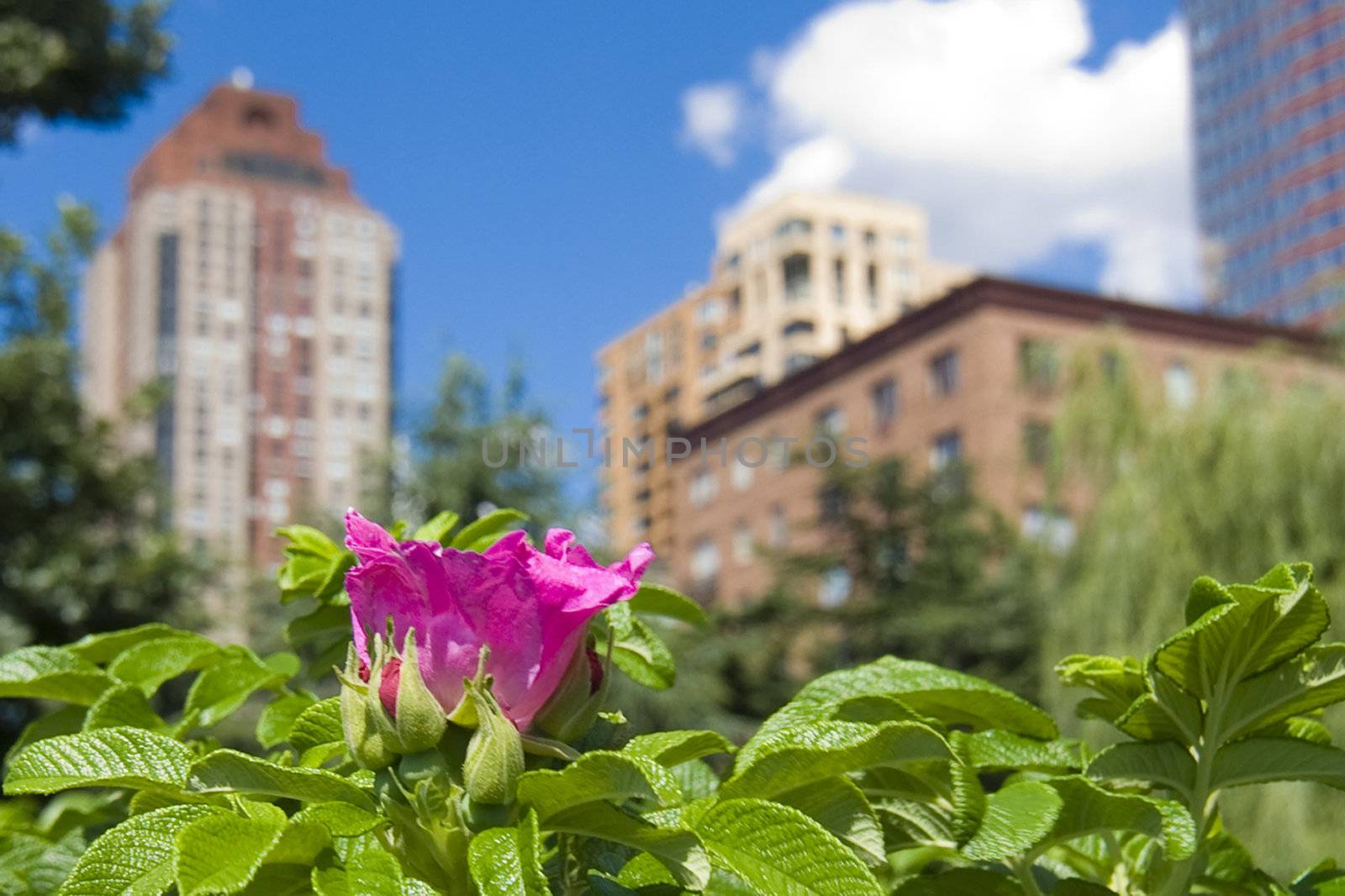 A flower alone against the skyscrapers