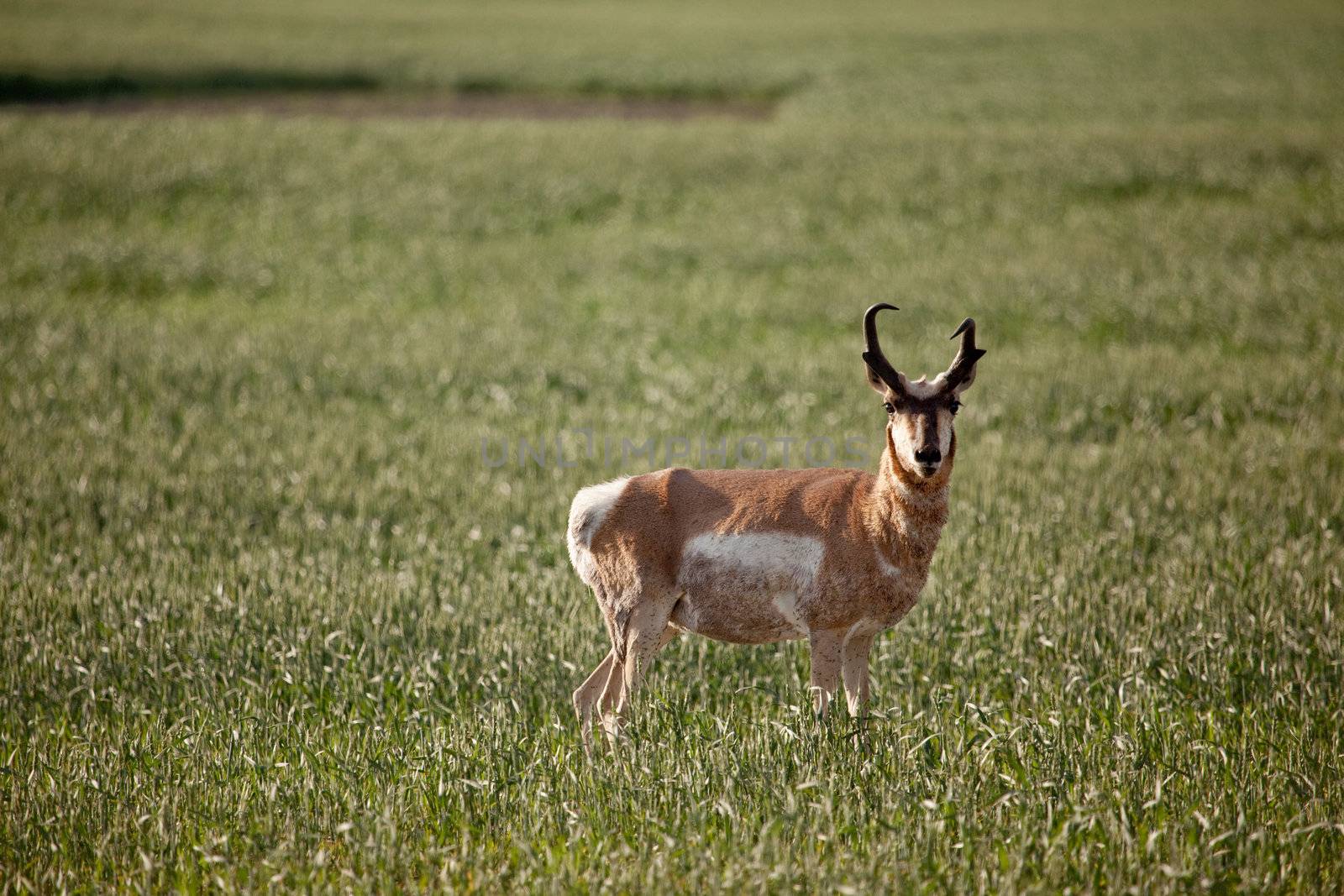 Pronghorn antelope in a field in rural Saskatchean.