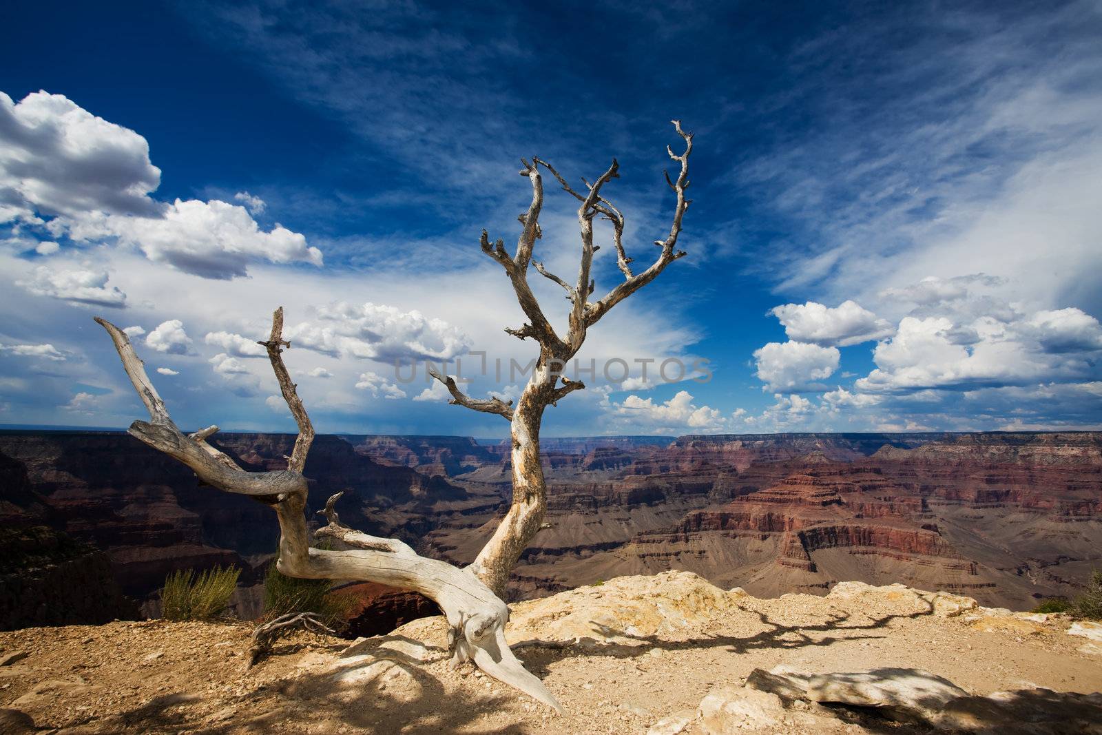 Dead Tree at Edge of the Grand Canyon