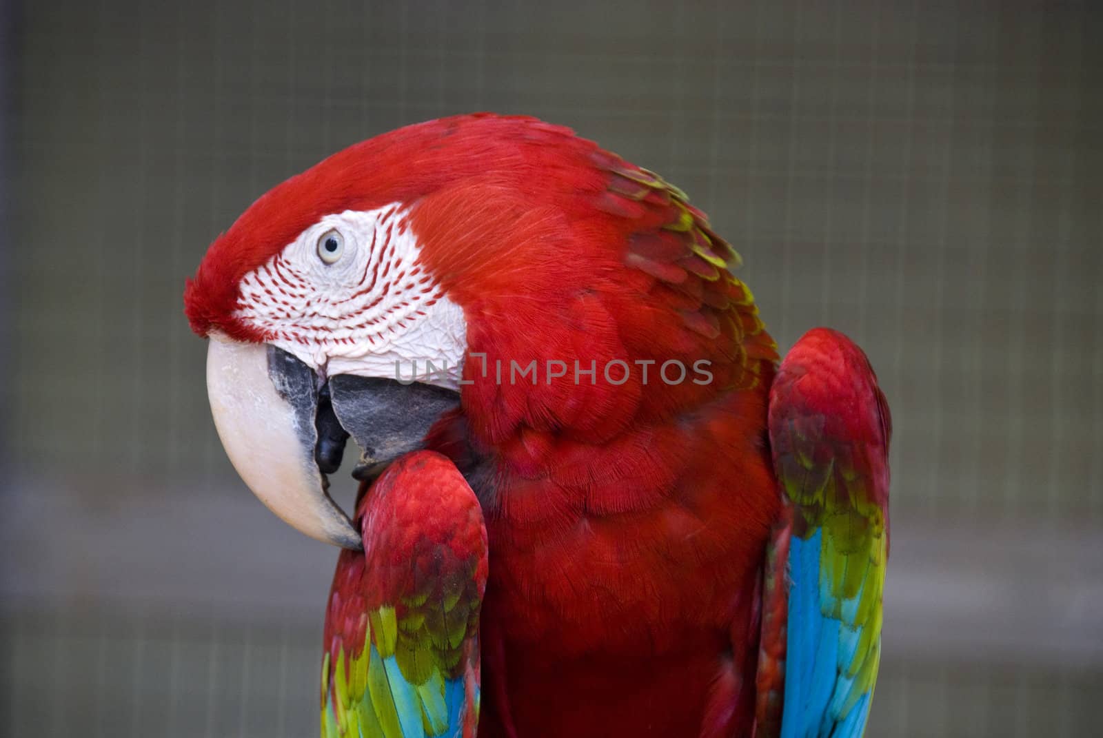 A red Parrot in Kuala Lumpur Bird Park