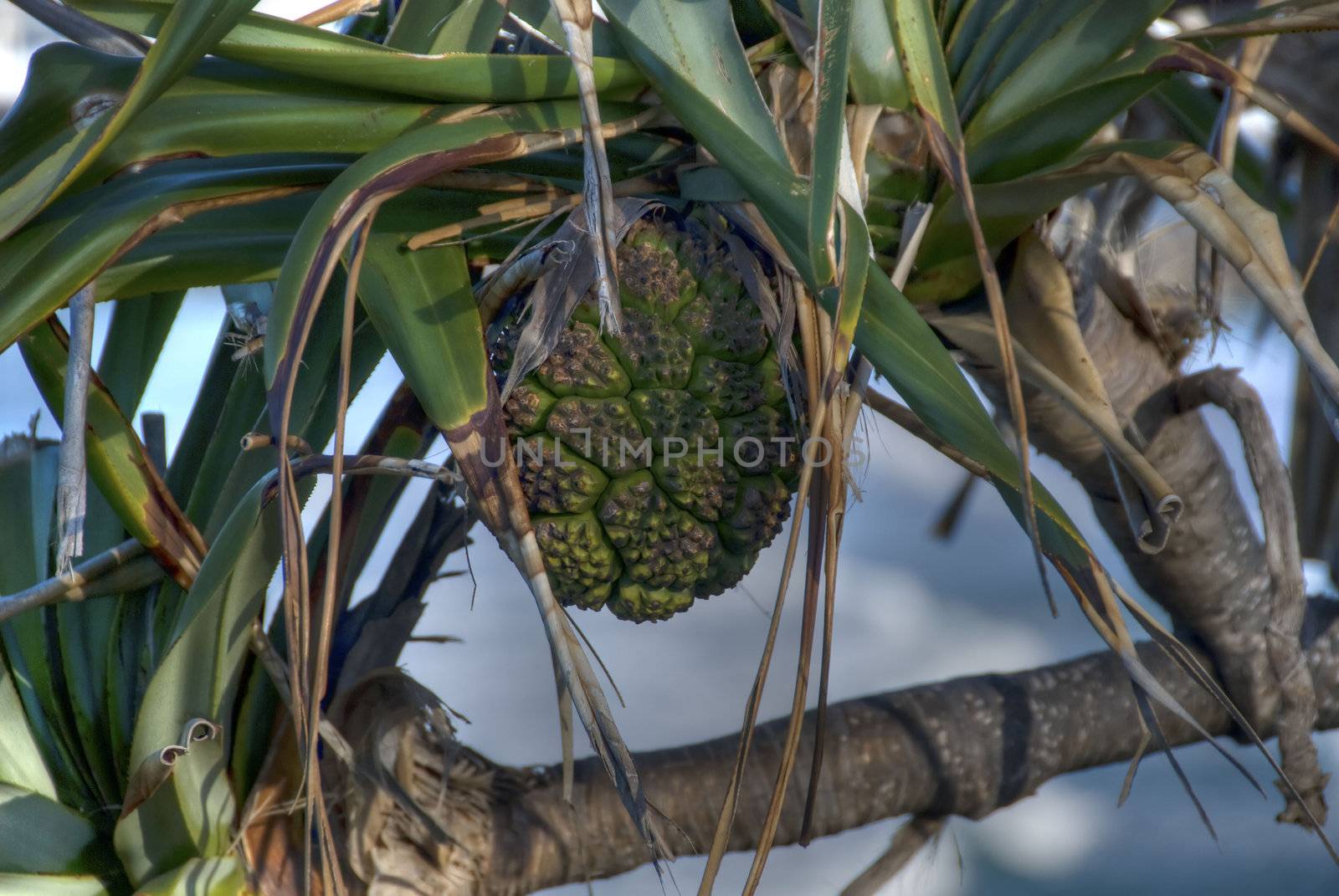 A strange fruit on a a tree in the Gold Coast