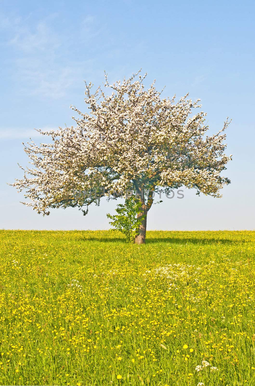 apple tree blooming by Jochen