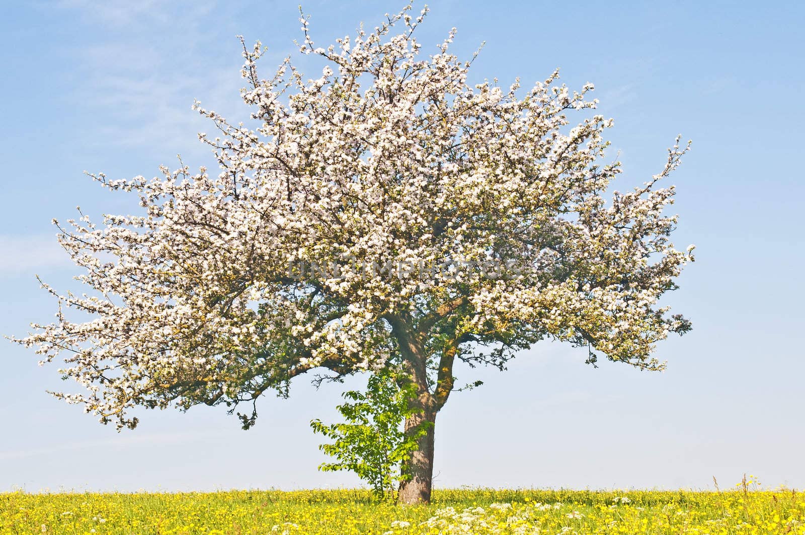 apple tree blooming by Jochen