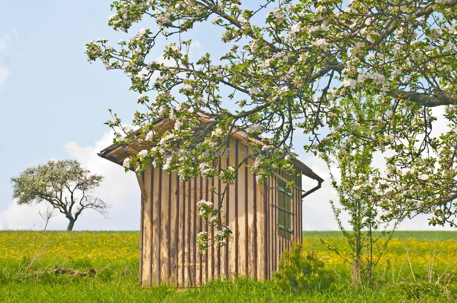 apple tree blooming by Jochen