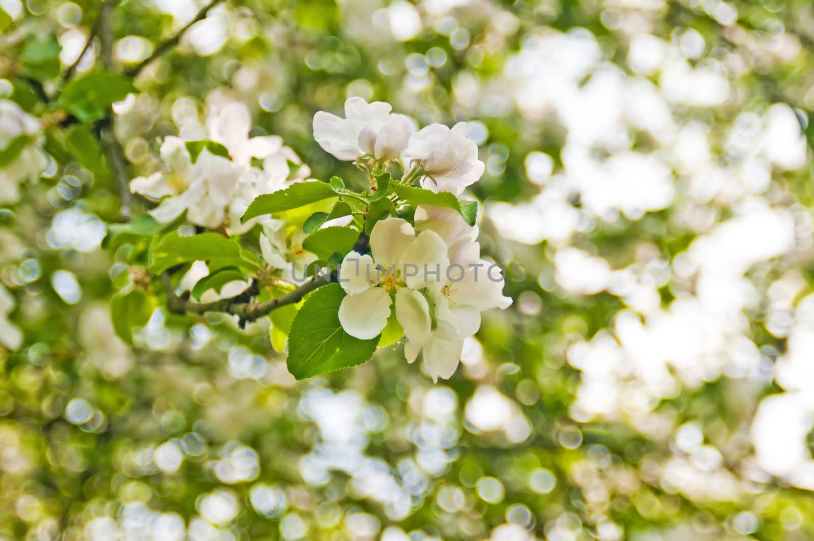 apple blossom