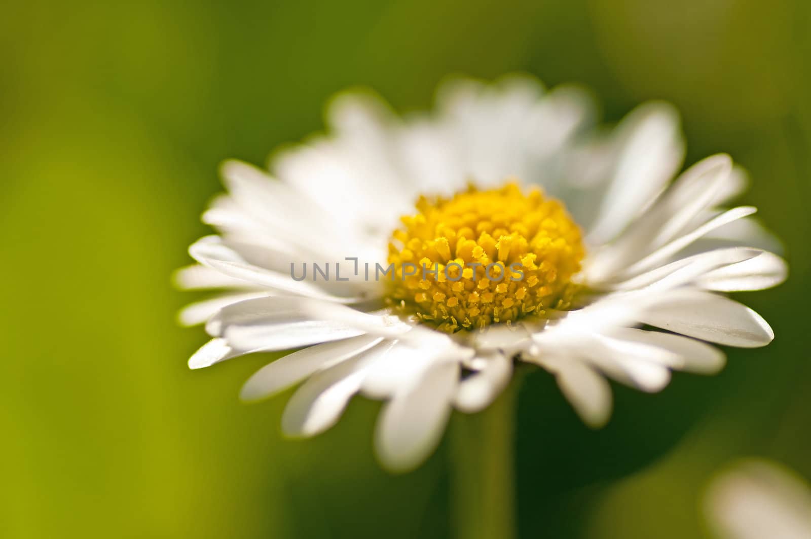 daisy by Jochen