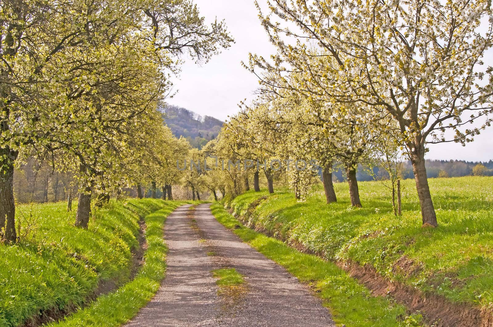 trees in spring by Jochen