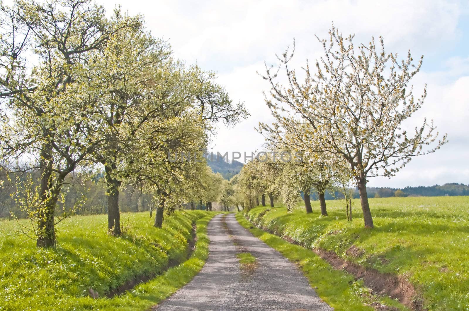 alley of blooming trees in spring