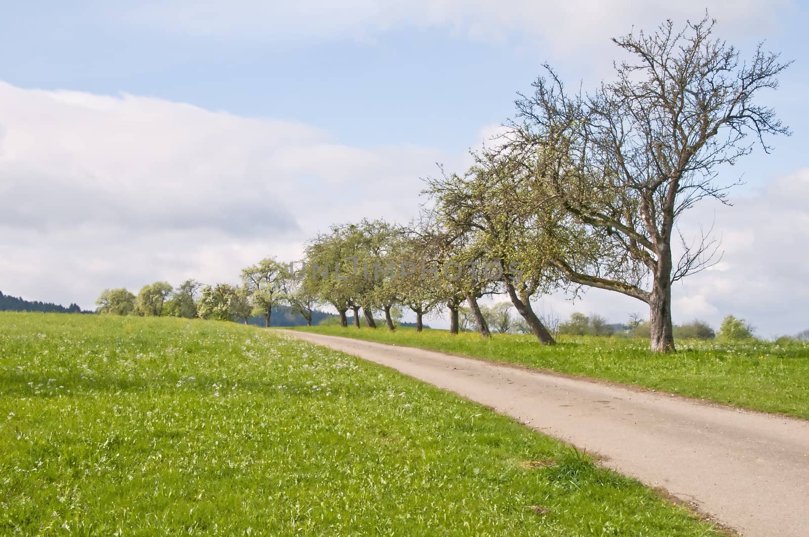 trees in spring by Jochen