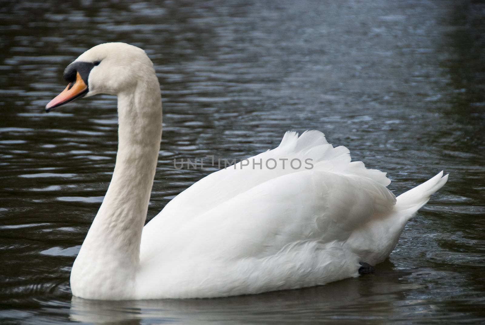 A white solitaire swan swimming in a Dublin Lake