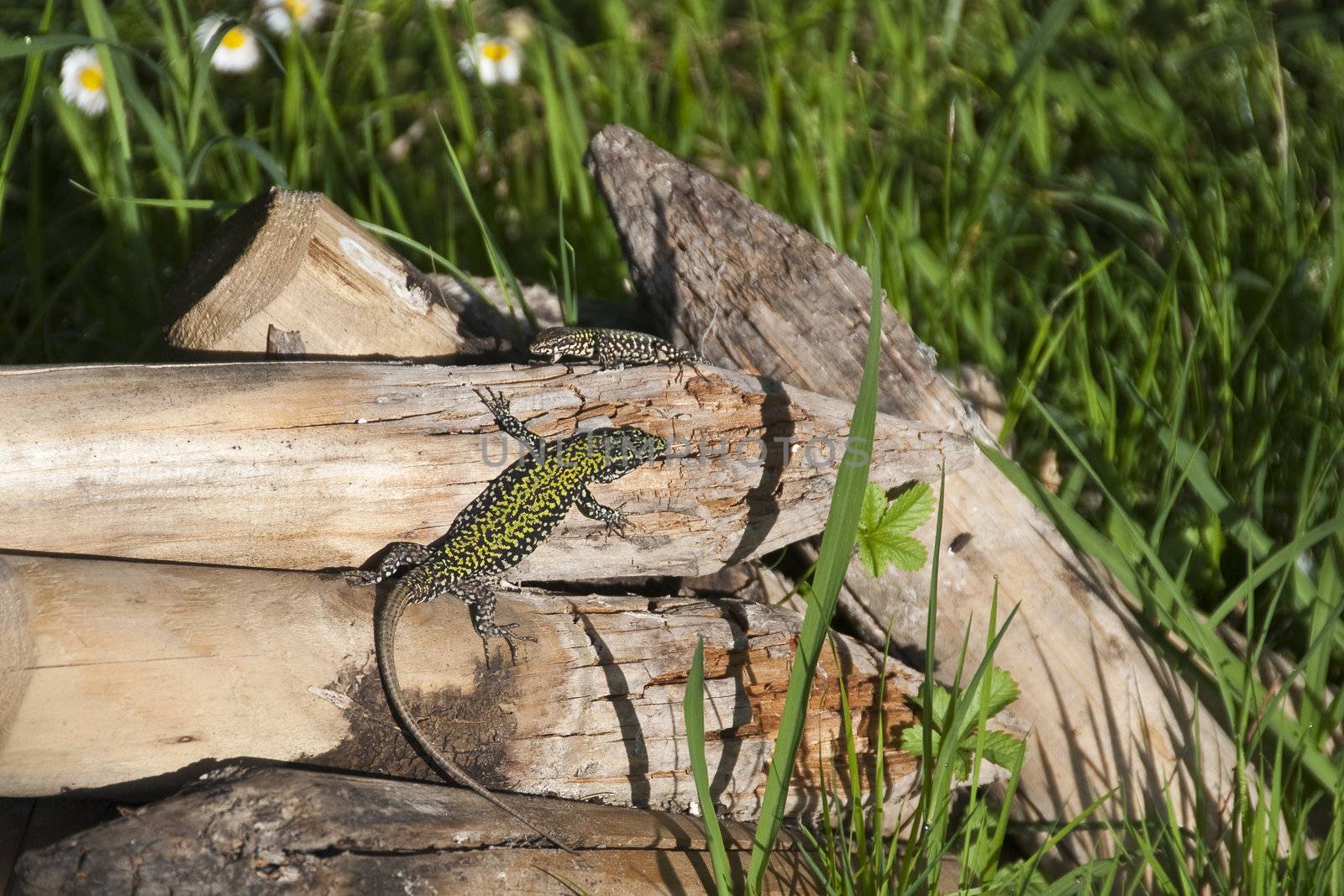 Encounter of two Lizards in a Tuscan Garden