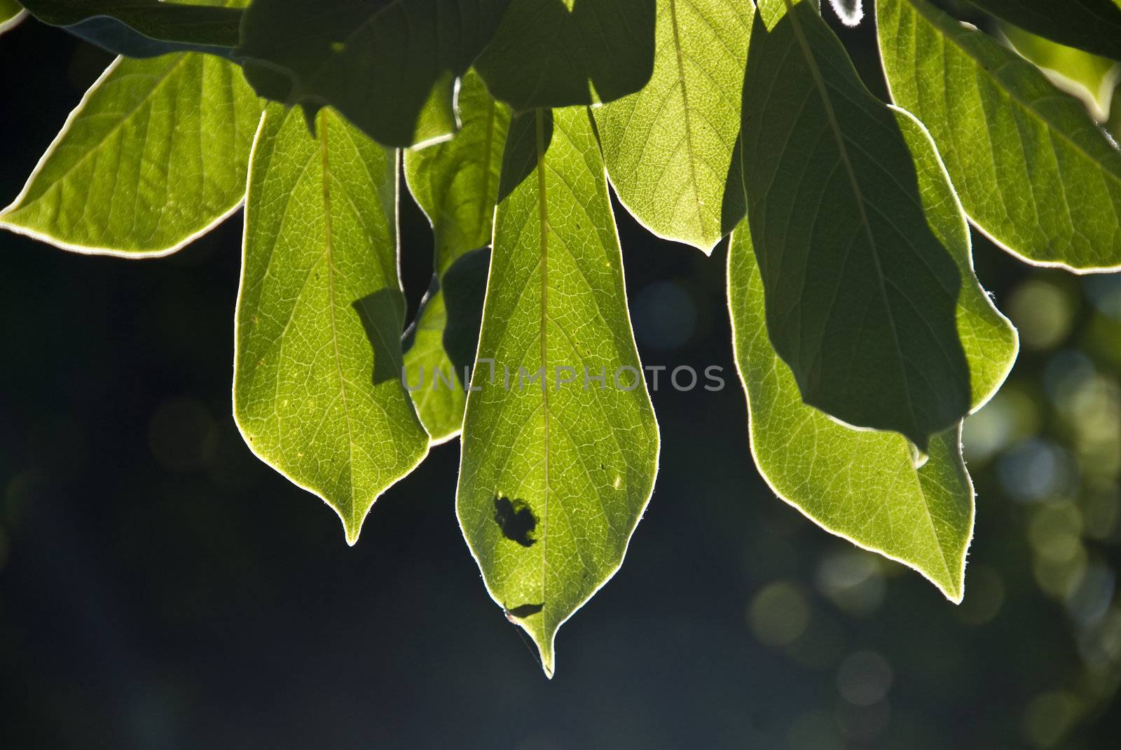 Tree leaves lighted by the sun on a summer day