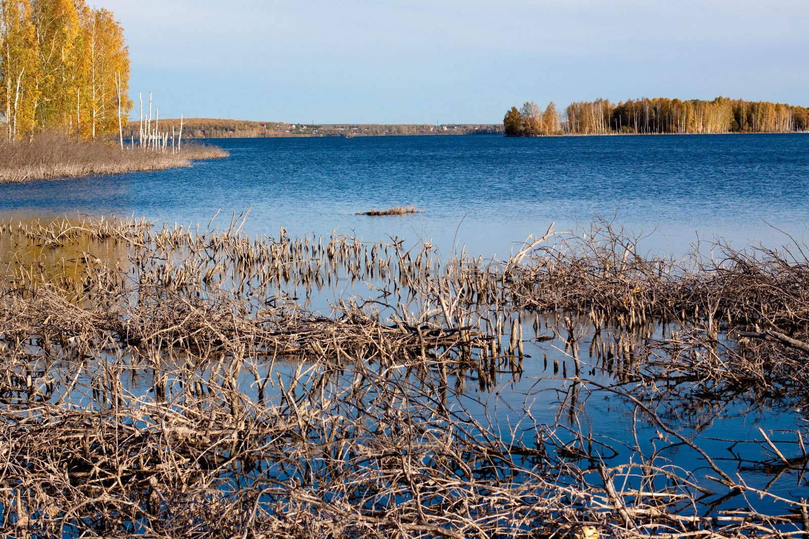 lake with yellow tres, blue sky and lifeless branches in water  
