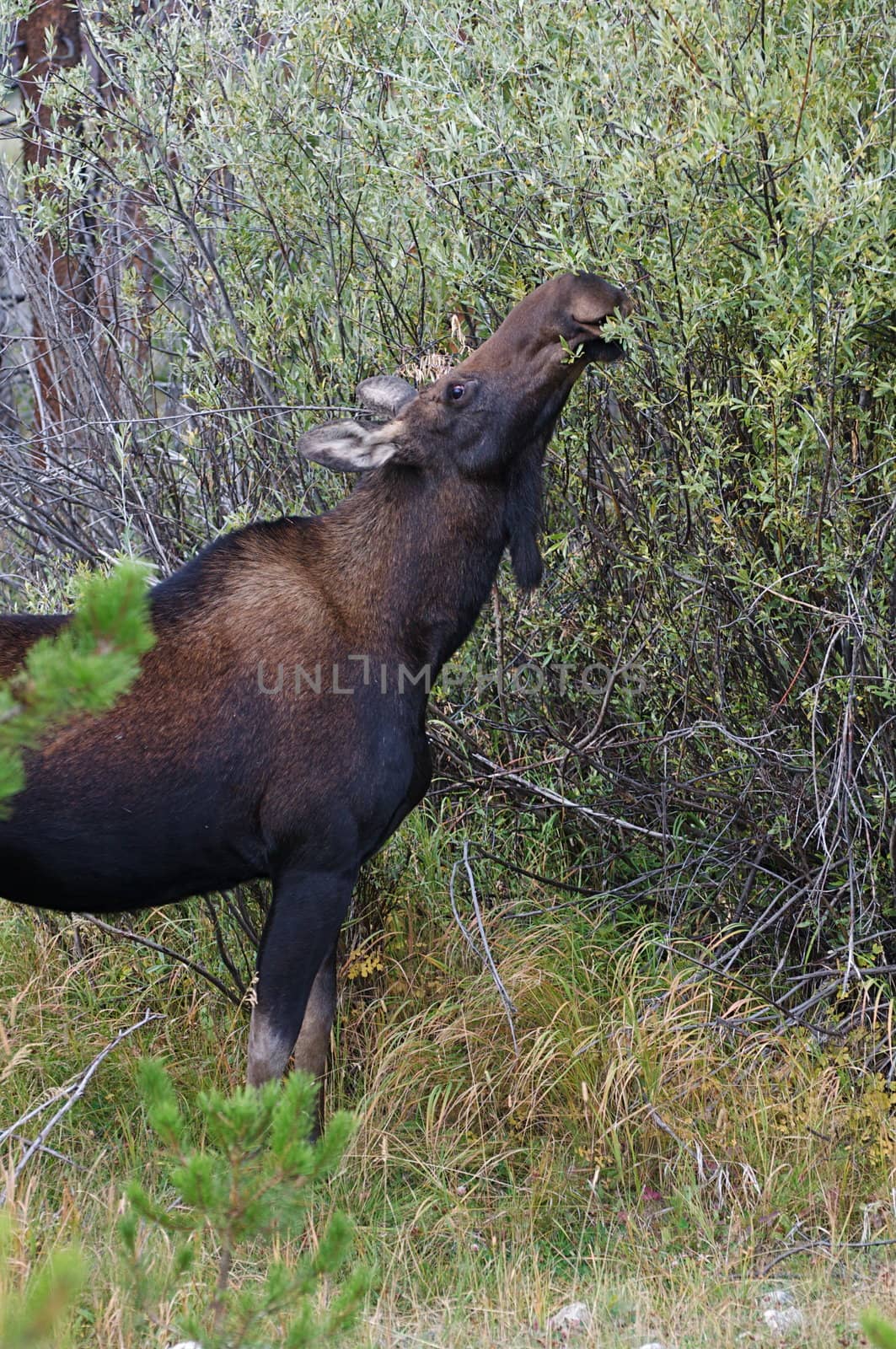 A female moose searches for food in the bushes in Rocky Mountain National Park in Colorado.