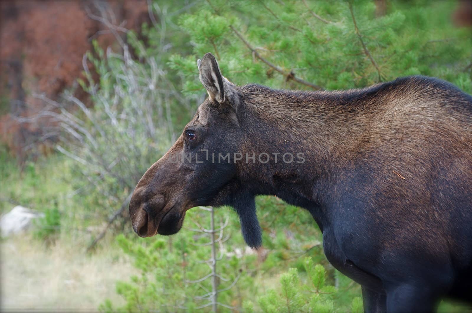 A female moose stares straight ahead in Rocky Mountain National Park in Colorado.