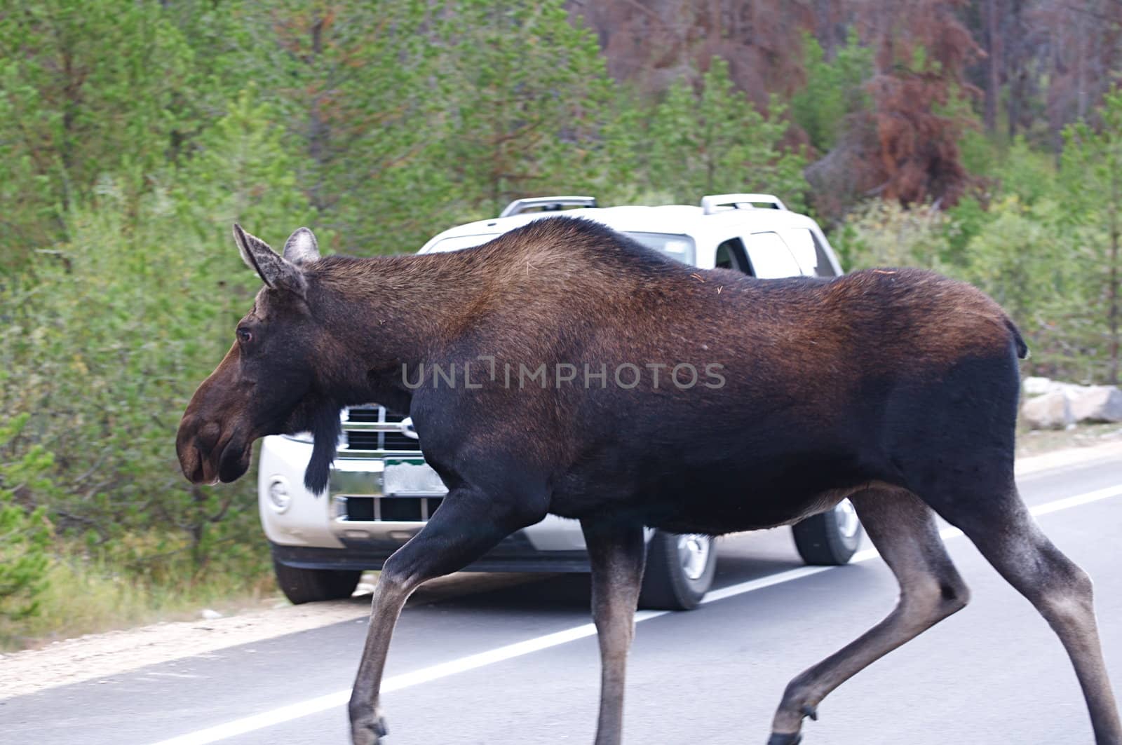 Moose Crossing the Road by gilmourbto2001