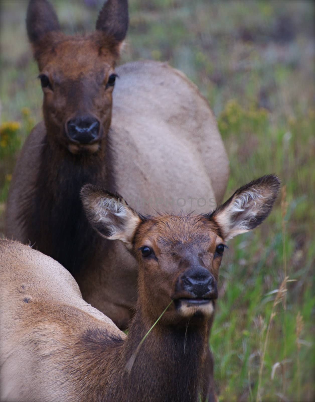 Two Cow Elk by gilmourbto2001