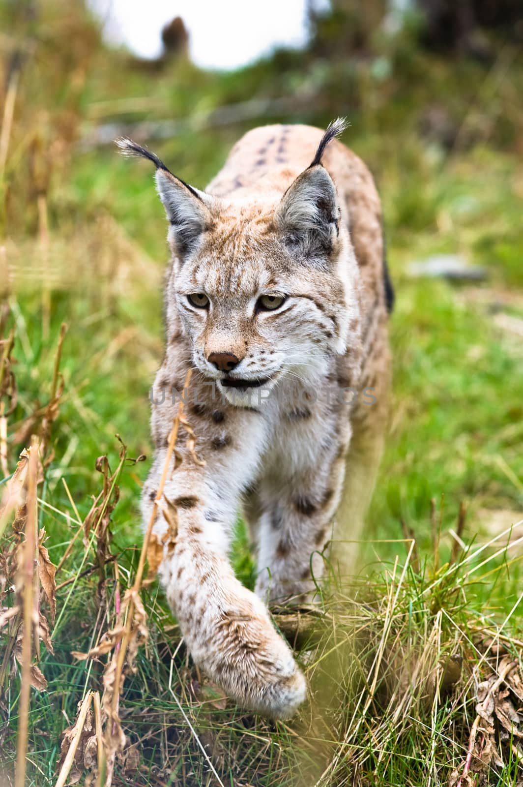 Lynx in Langedrag in Norway