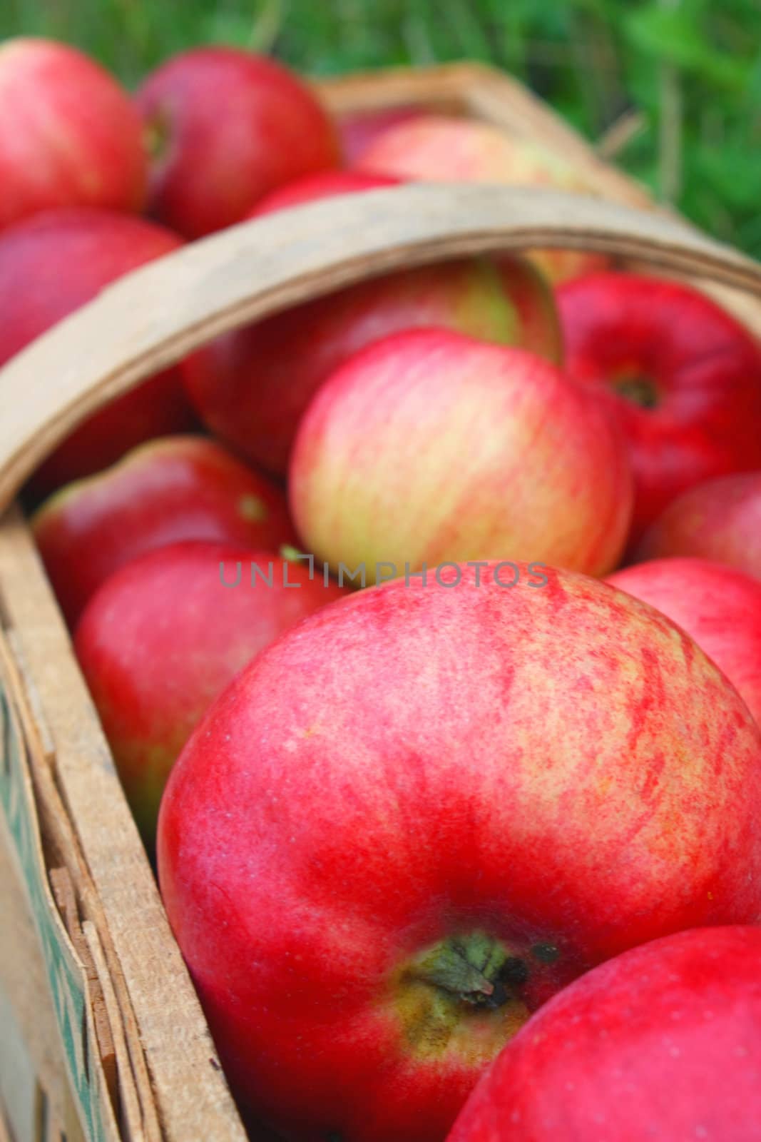 the apple harvest by juweber
