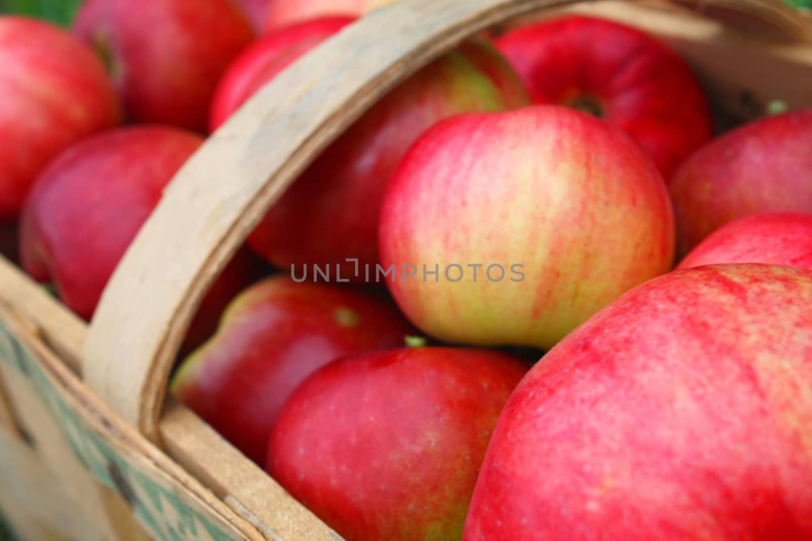 the apple harvest by juweber